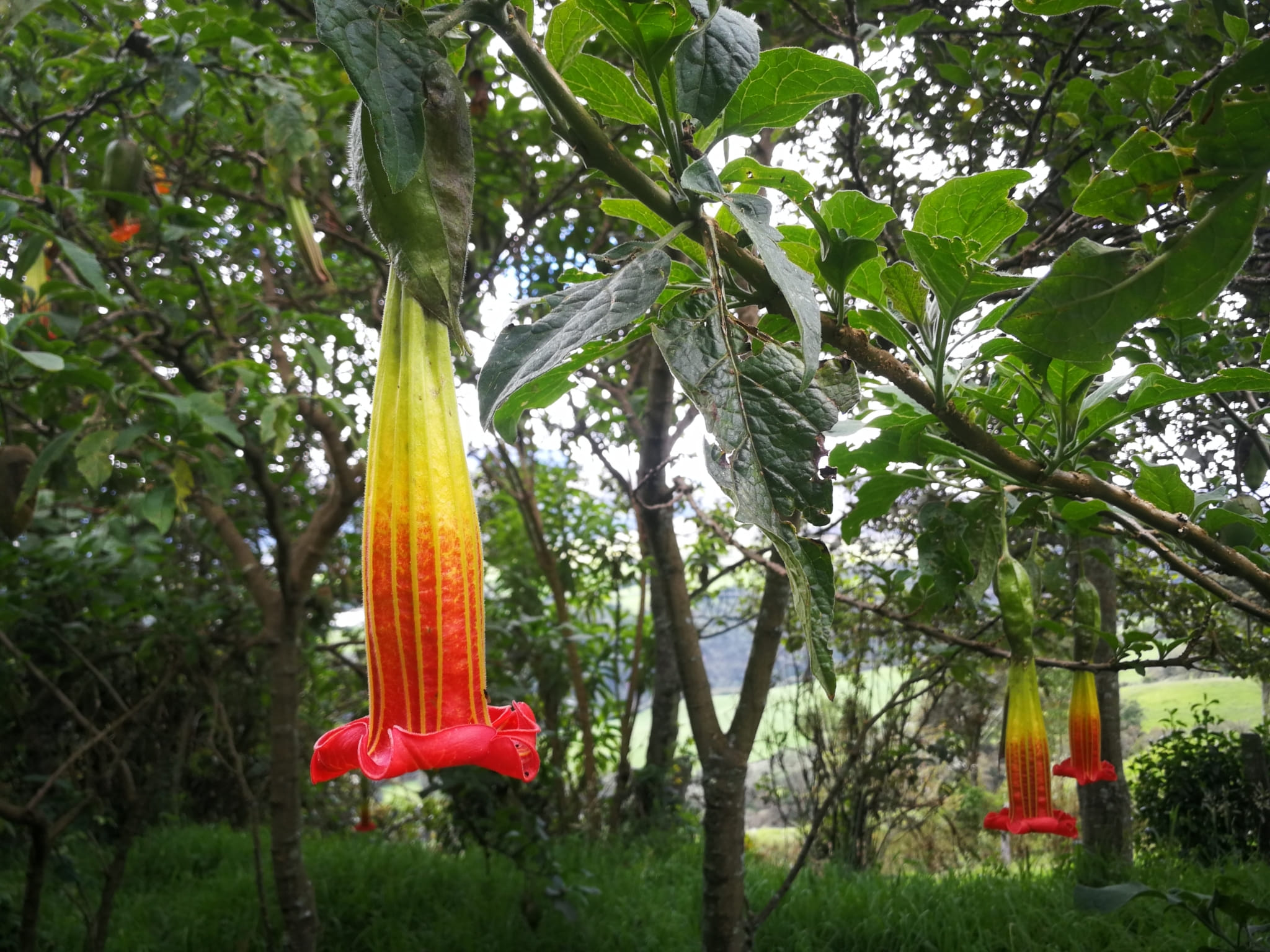 Brugmansia sanguine by Sandy Espinoza
